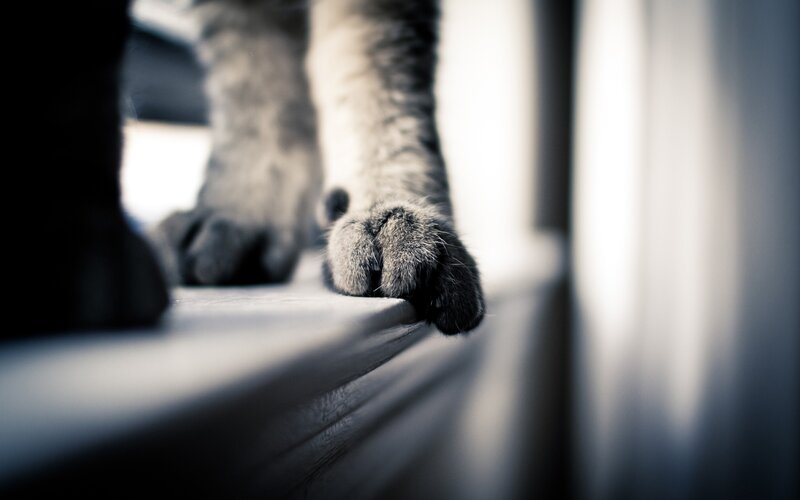 cat paws on windowsill