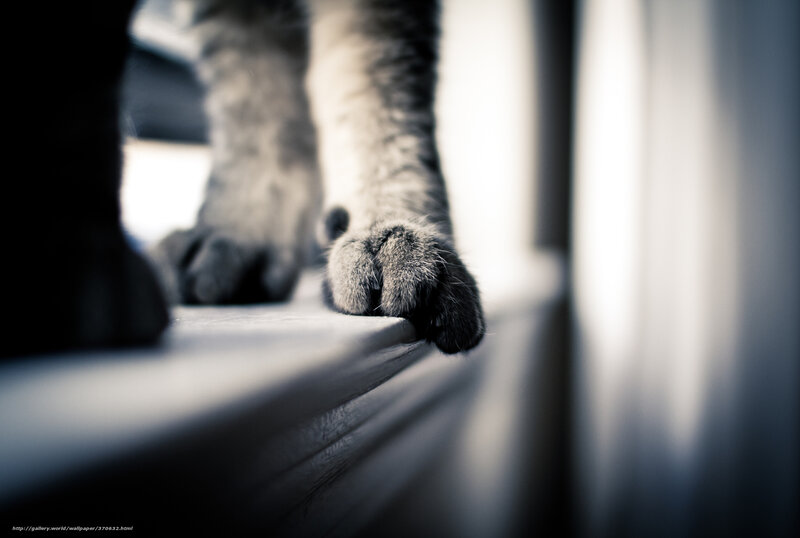 cat paws on windowsill