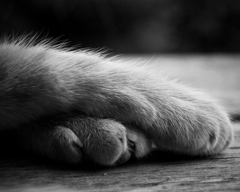 Cat Paws on Wood — Black