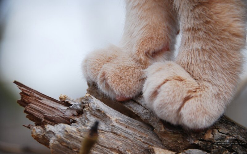 Cat Paws on Wood — Brown, Calm, Photograph, Fur, White
