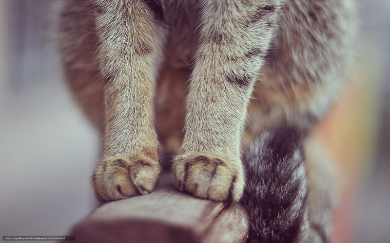 Cat Paws on Wood — Brown, Calm, Photograph, Tail