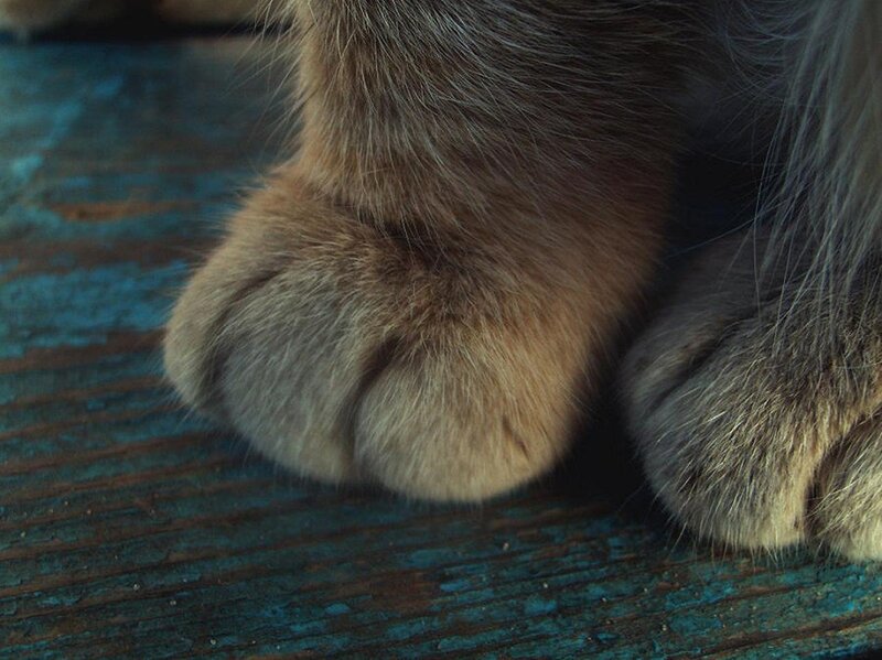 Cat Paws on Wood — Brown, Calm, Photograph