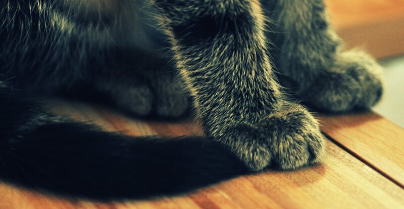 Cat Paws on Wood — Brown, Calm