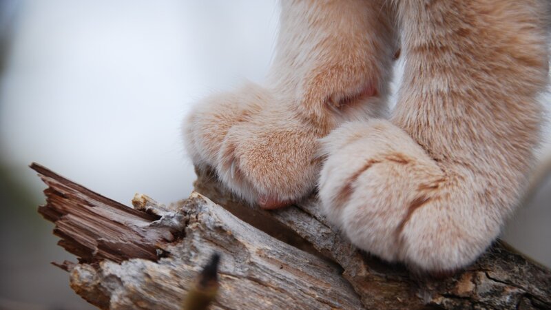 Cat Paws on Wood — Brown