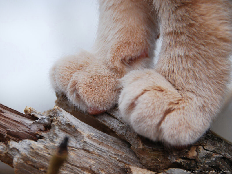 Cat Paws on Wood — Orange