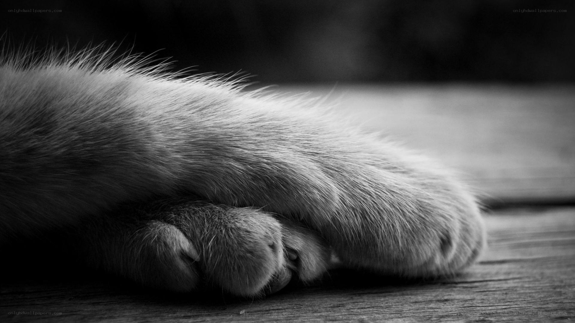 cat paws on wood