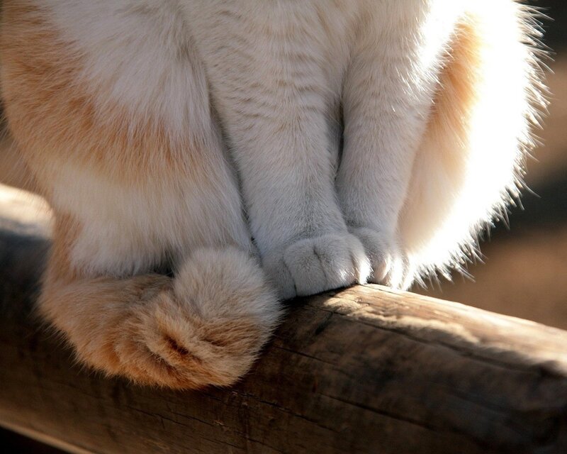 cat paws on wooden beam