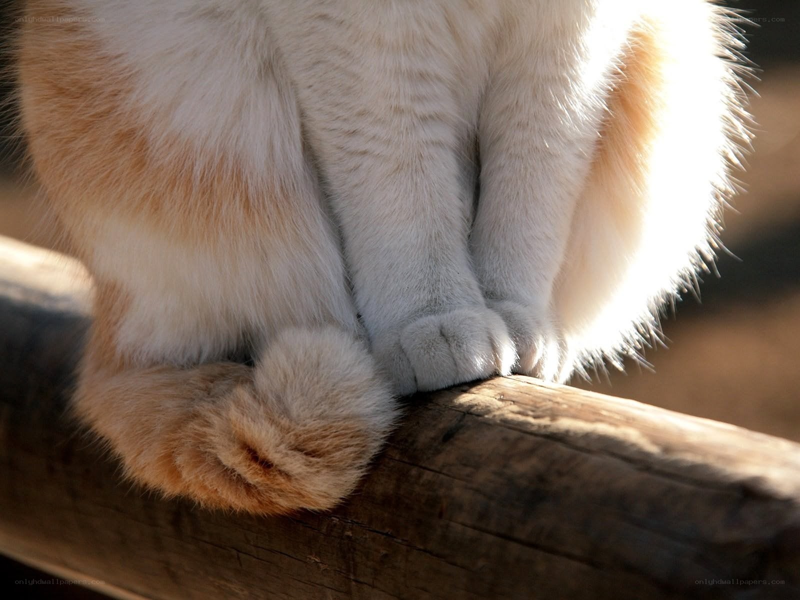 cat paws on wooden beam