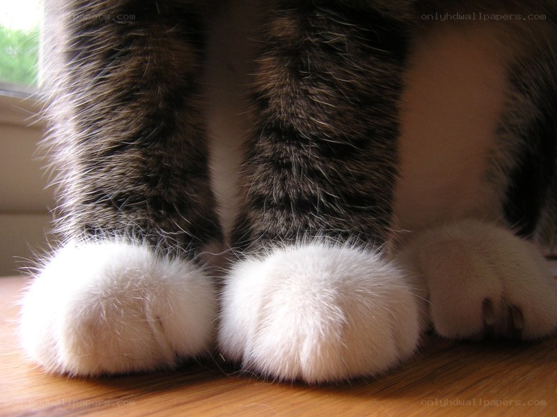cat paws on wooden floor