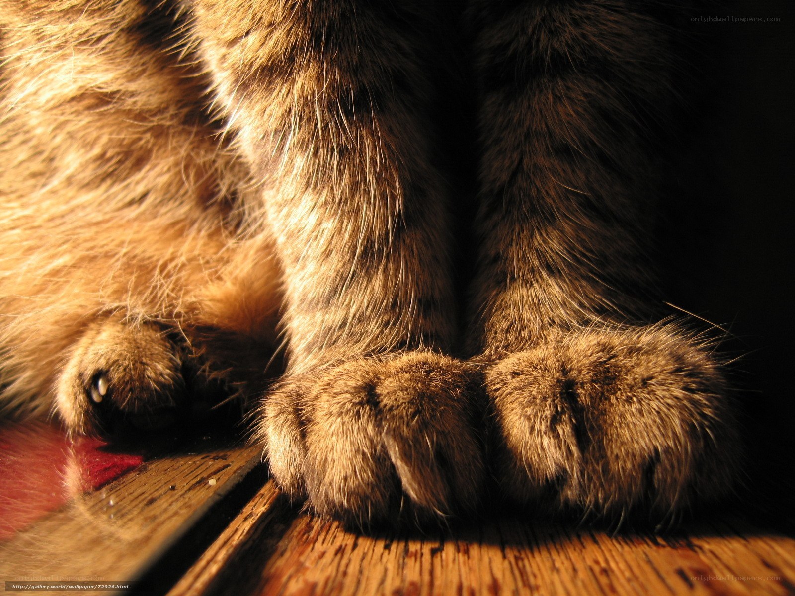 cat paws on wooden floor