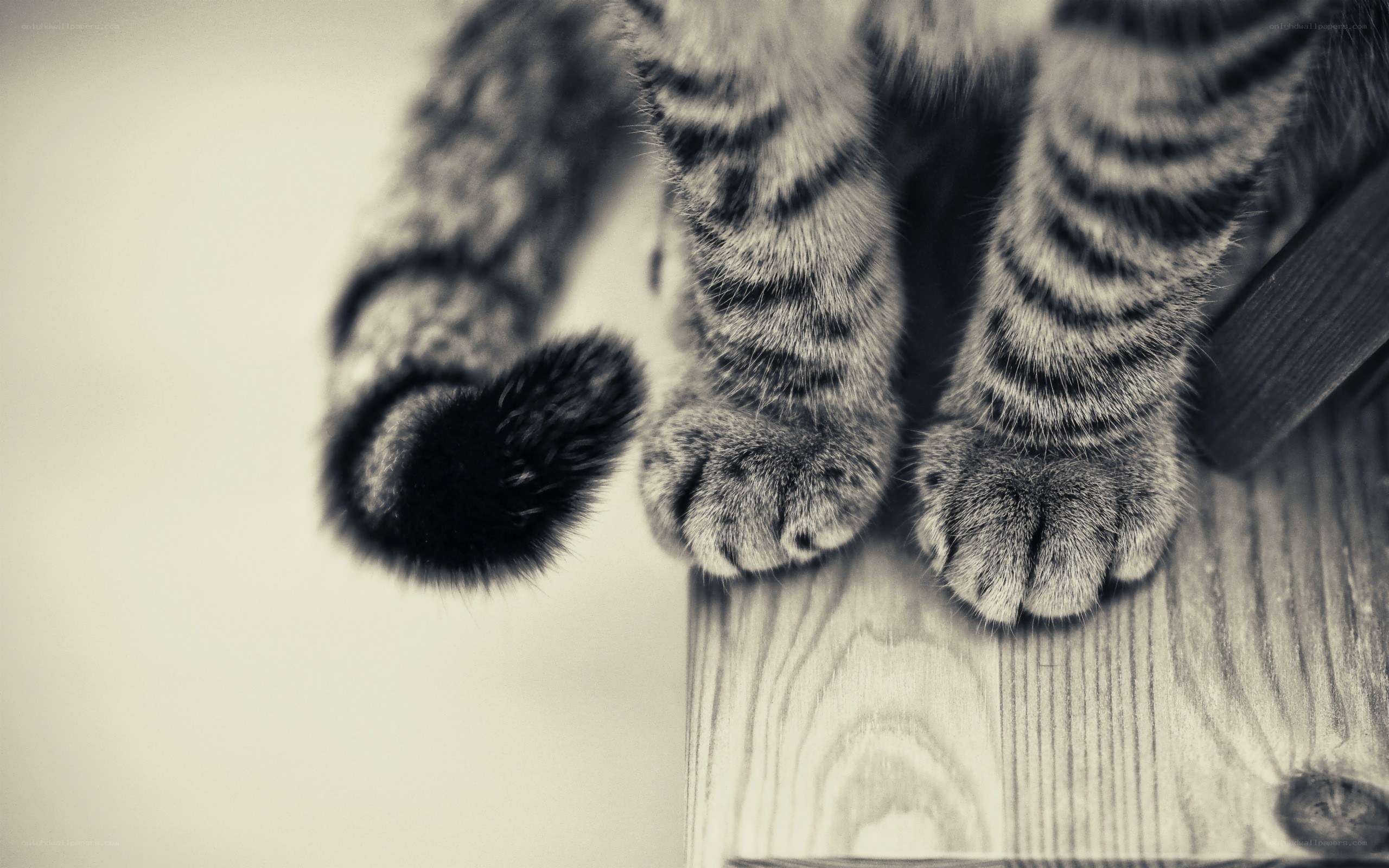 cat paws on wooden surface