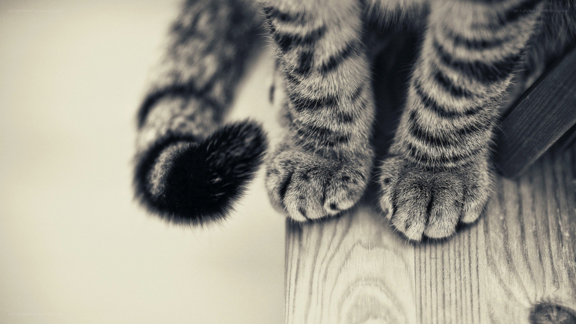 cat paws on wooden surface