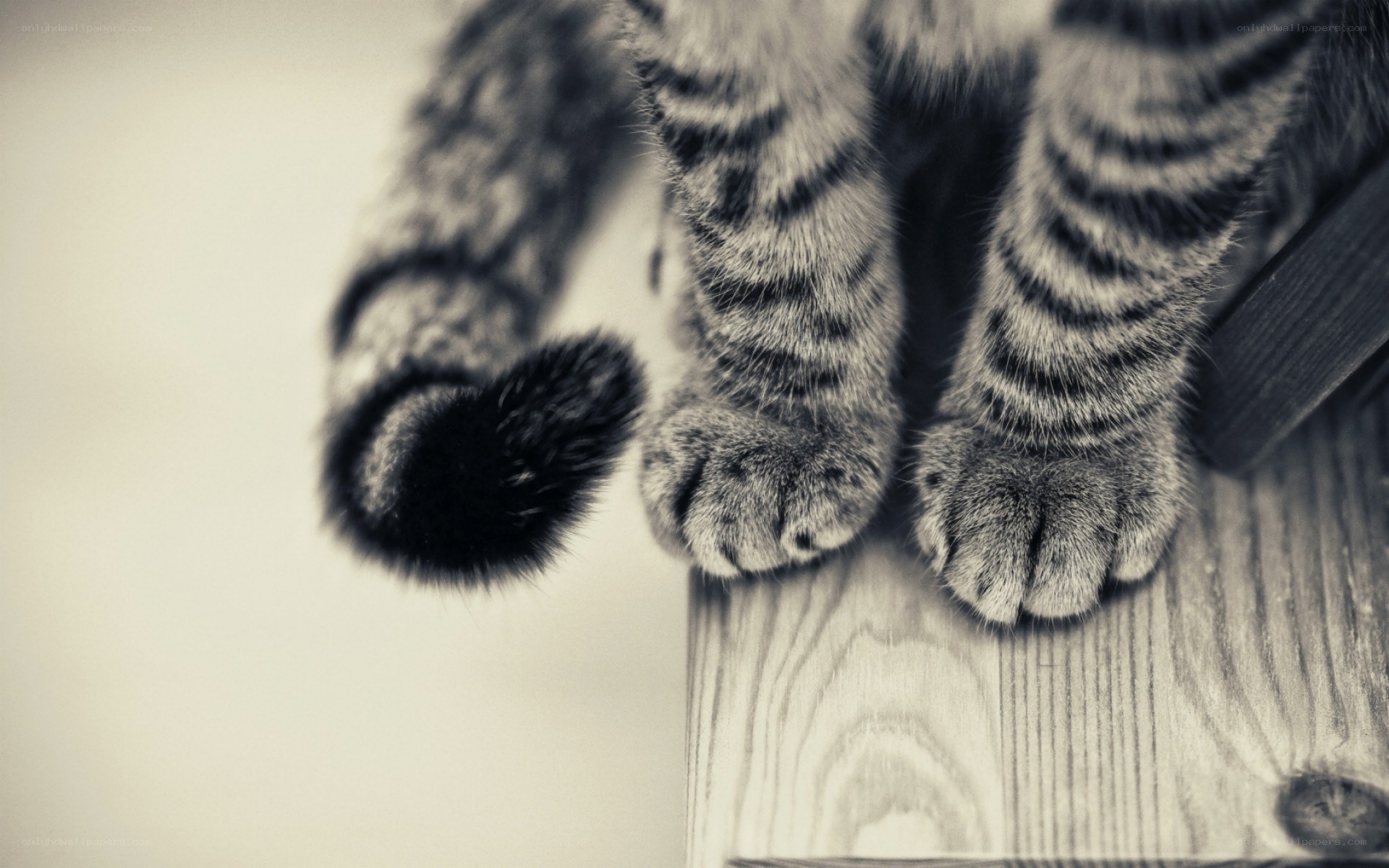 cat paws on wooden surface