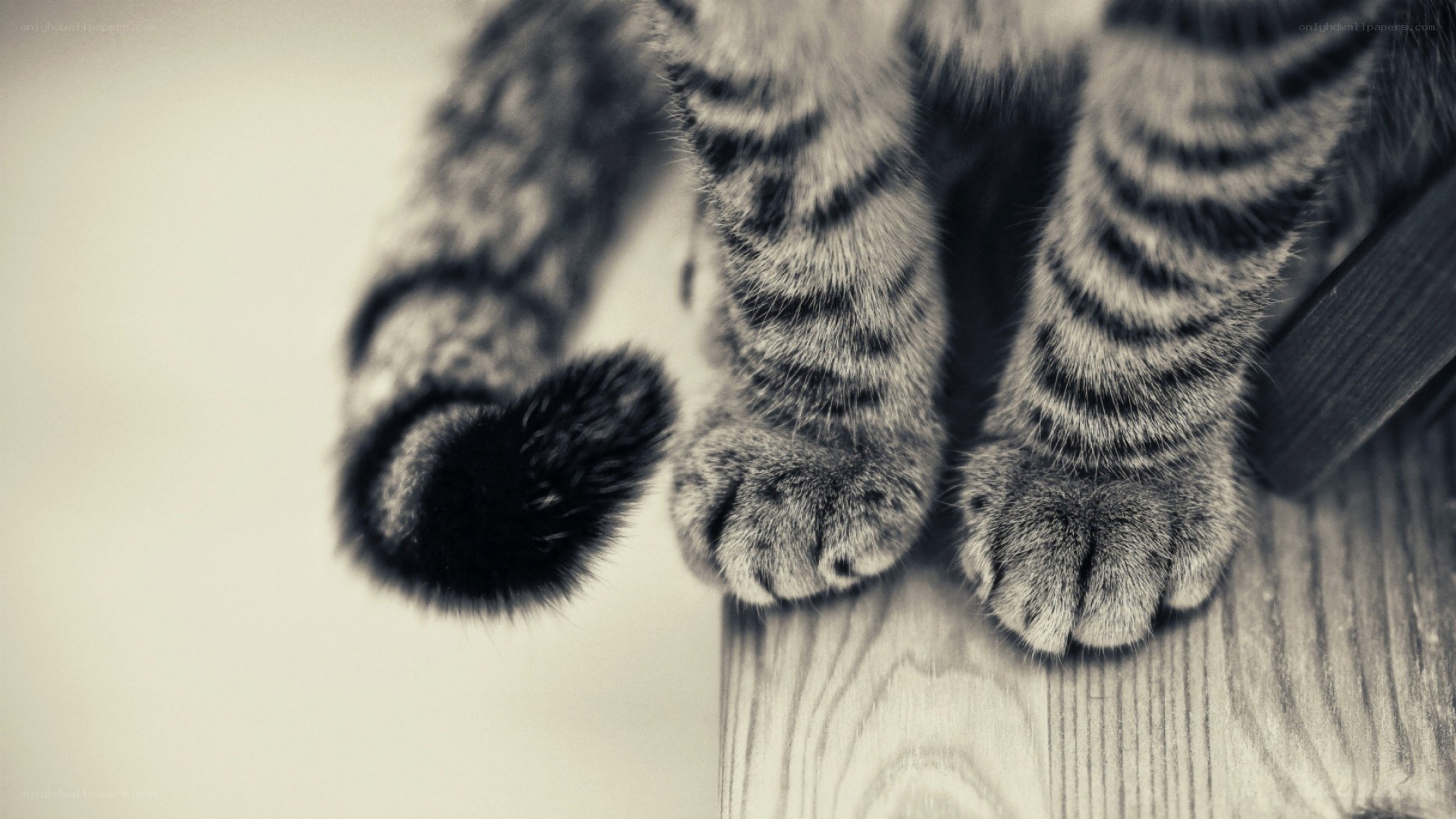 cat paws on wooden surface