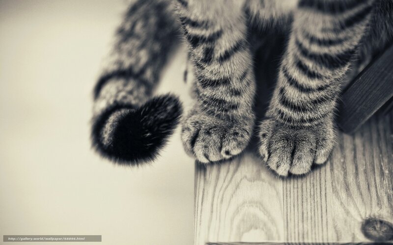 cat paws on wooden surface