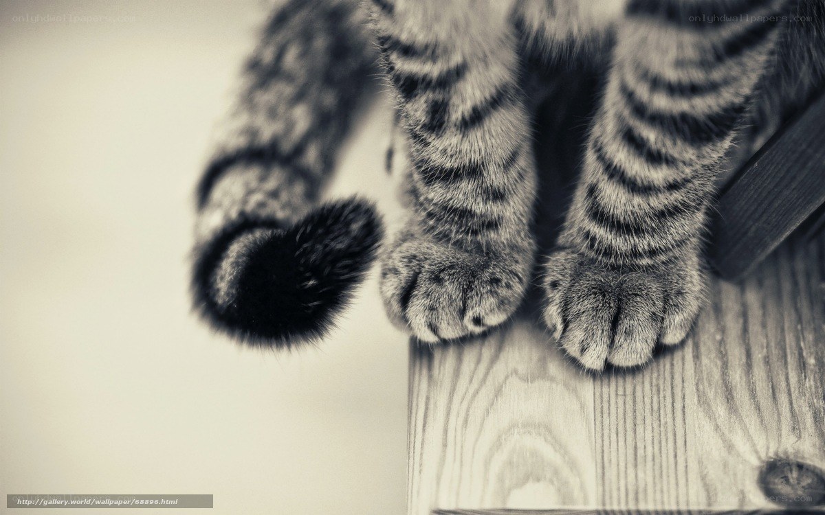 cat paws on wooden surface