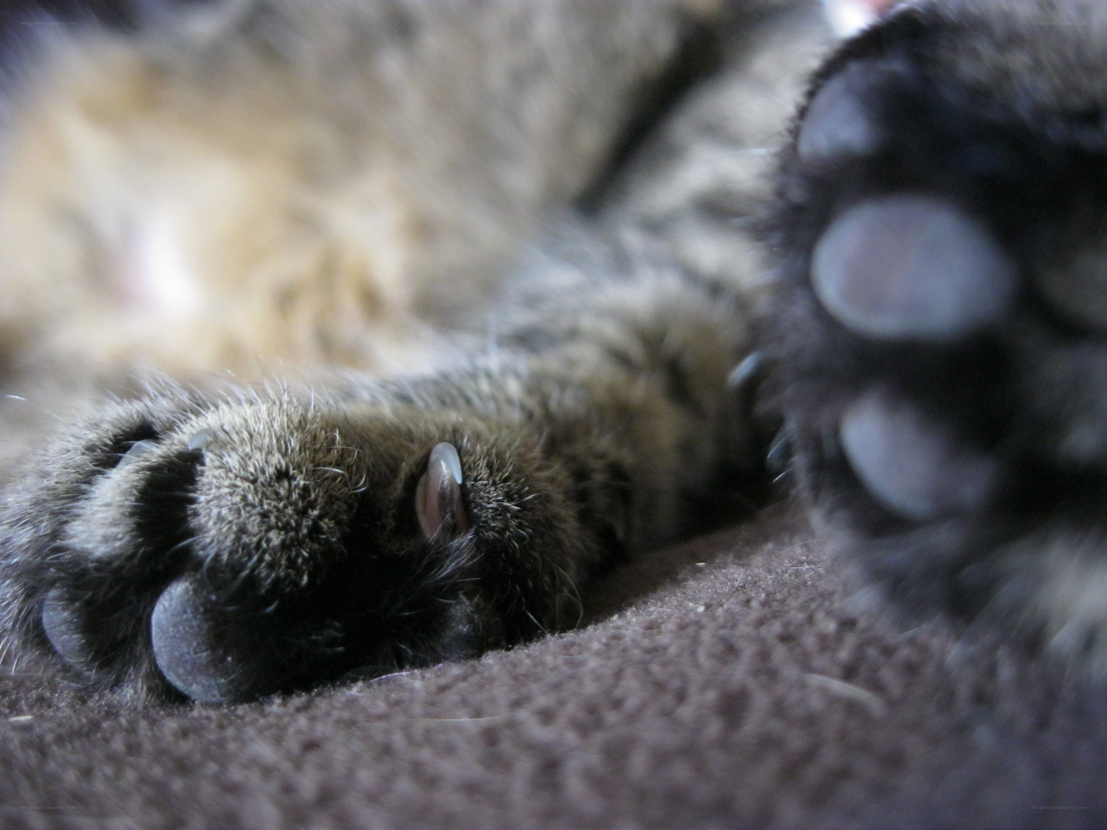 cat paws resting on fabric