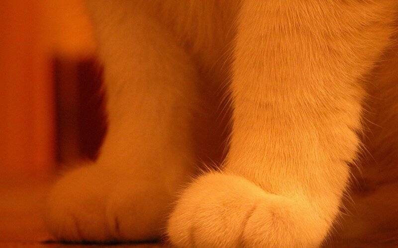 Cat Paws