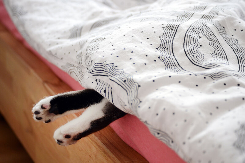 Cat Paws under Blanket