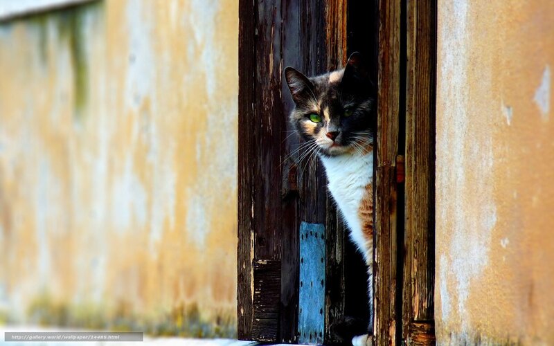 Cat peeking from a door
