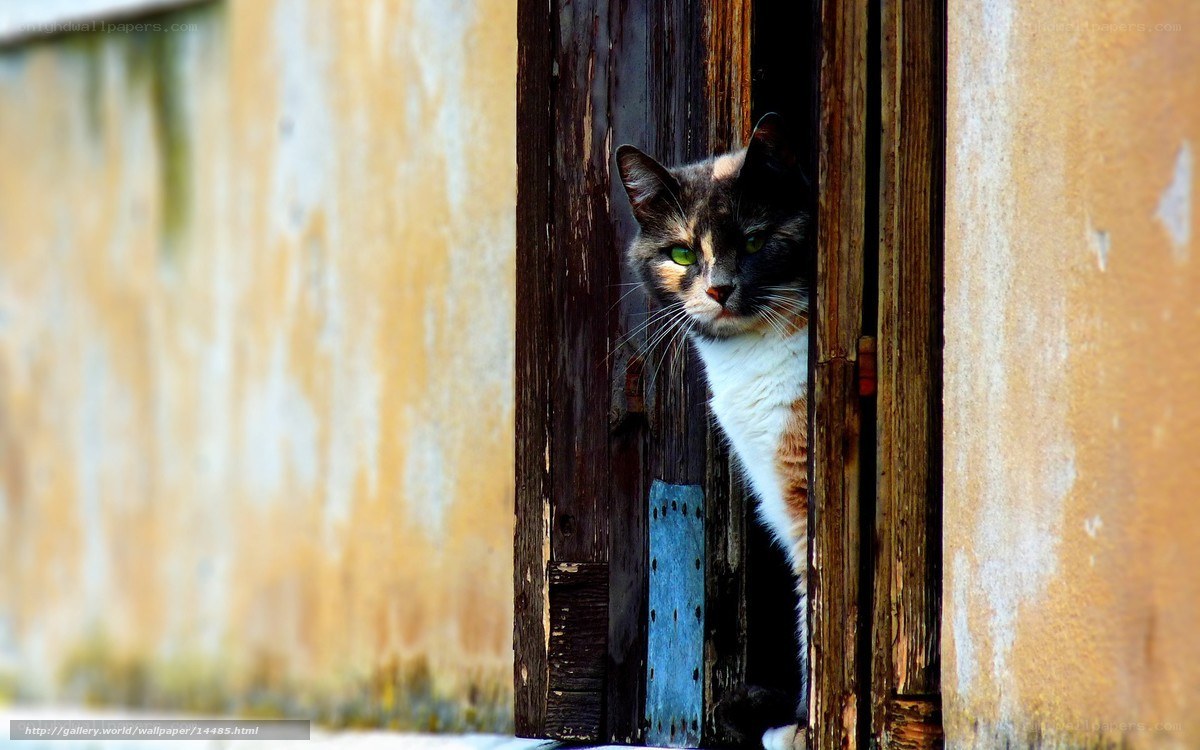 Cat peeking from a door