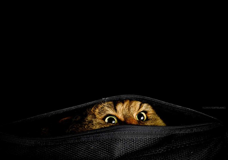 Cat Peeking from Bag