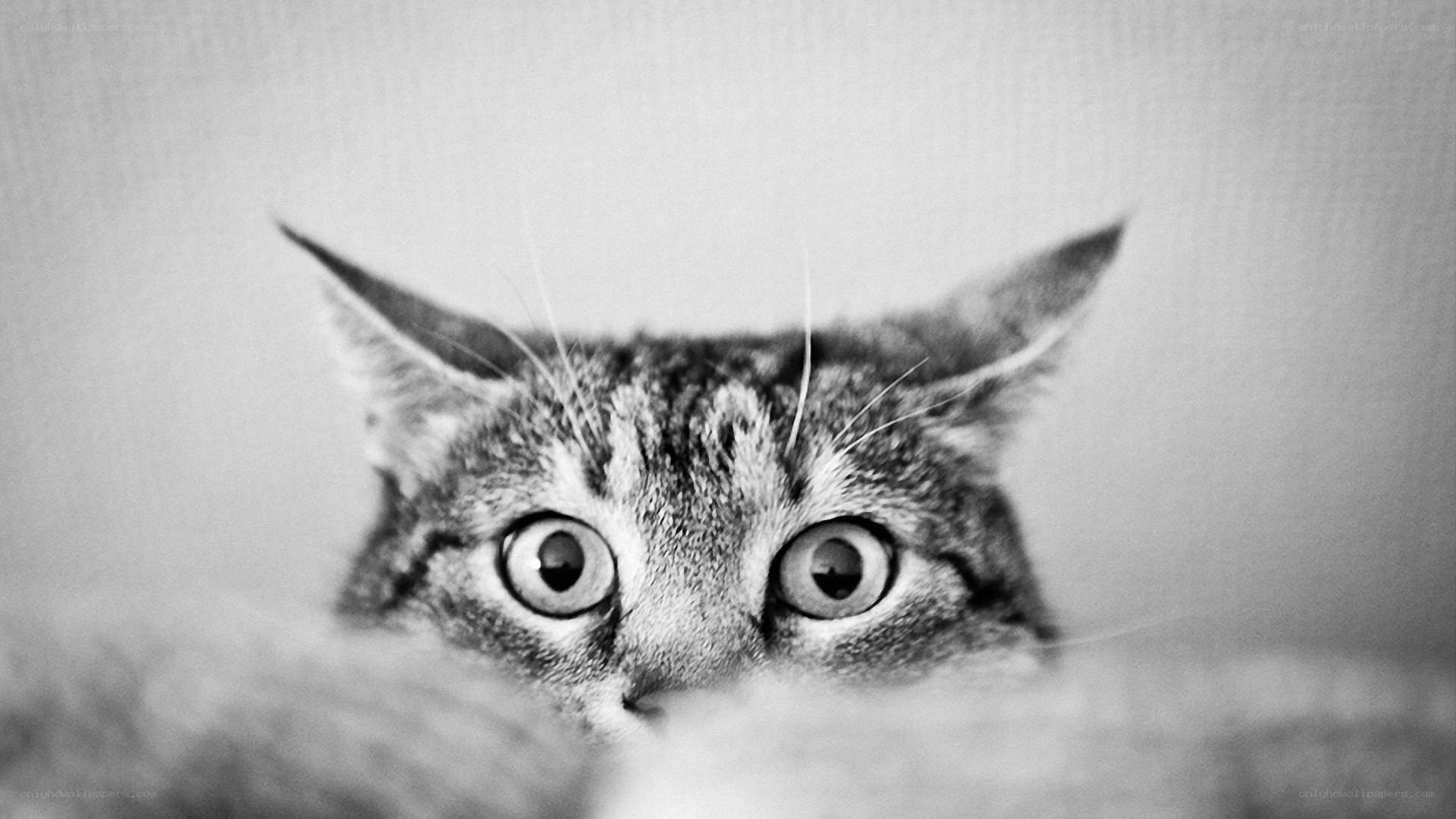 cat peeking from behind