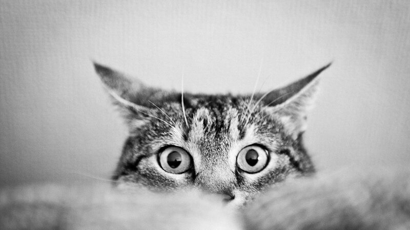 cat peeking from behind
