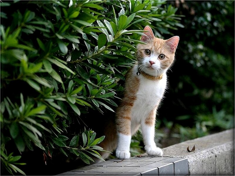cat peeking from behind a bush