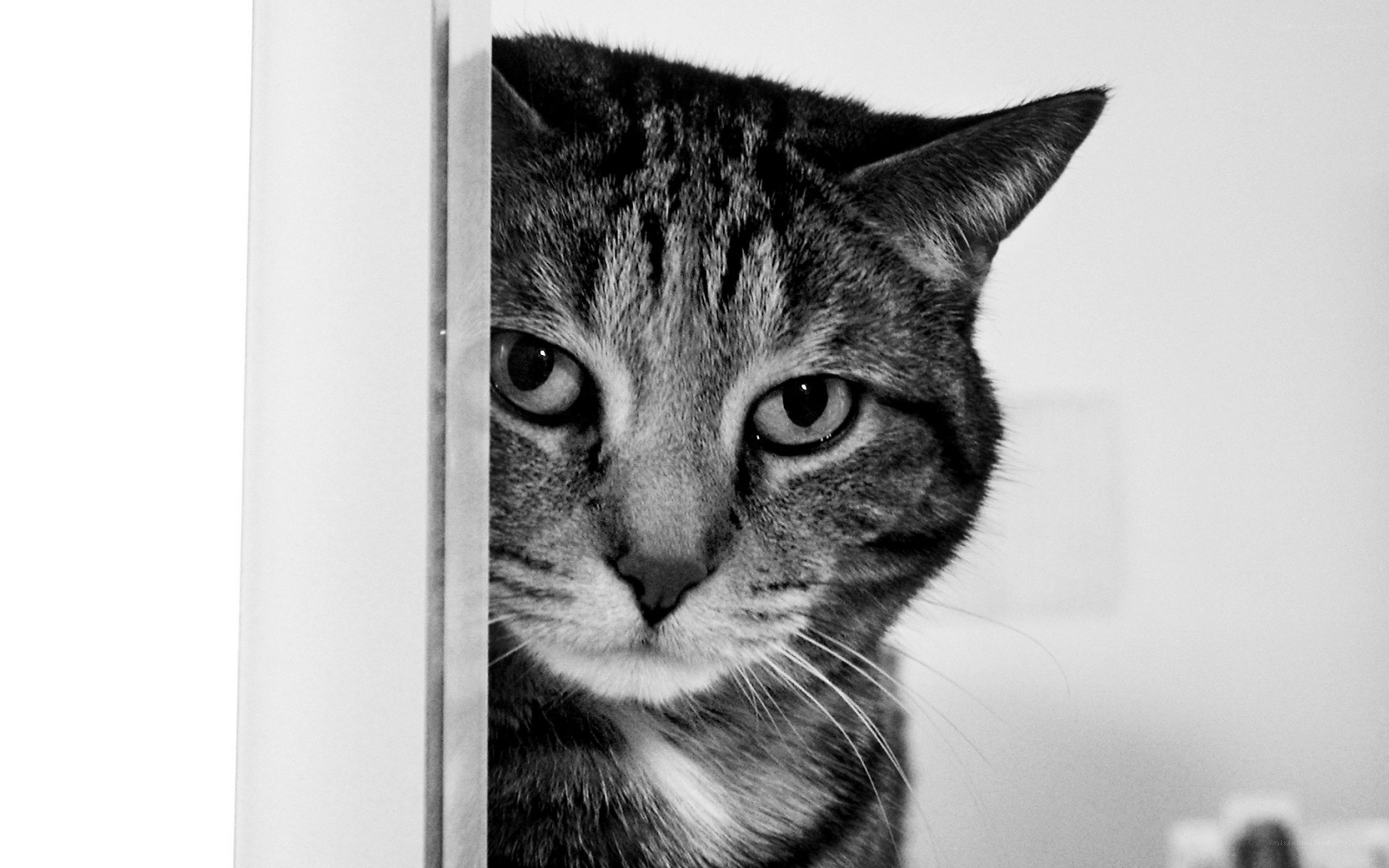 cat peeking from behind a door