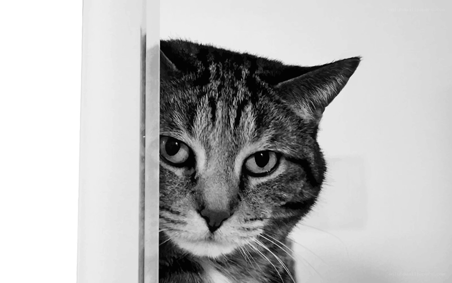 cat peeking from behind a door