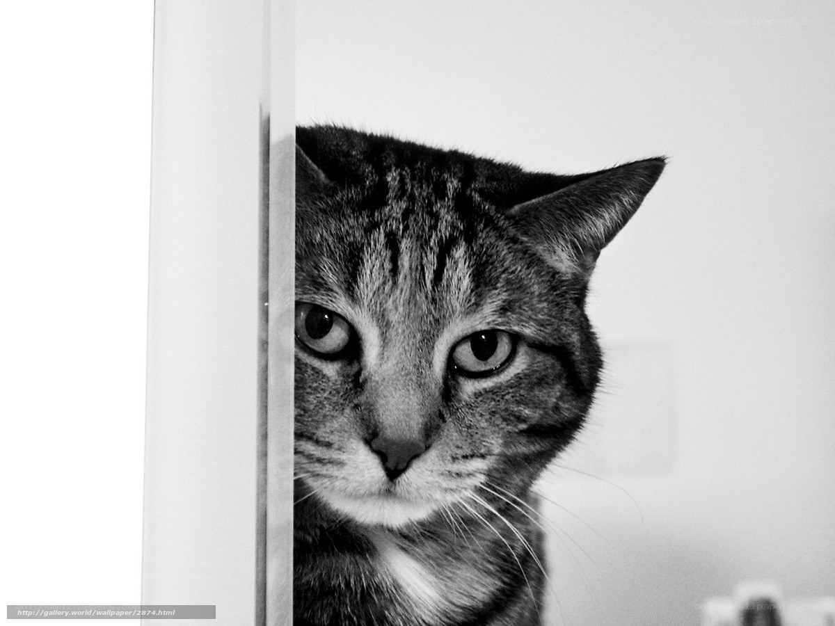 cat peeking from behind a door