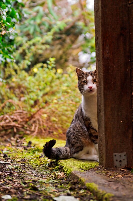 cat peeking from behind a post