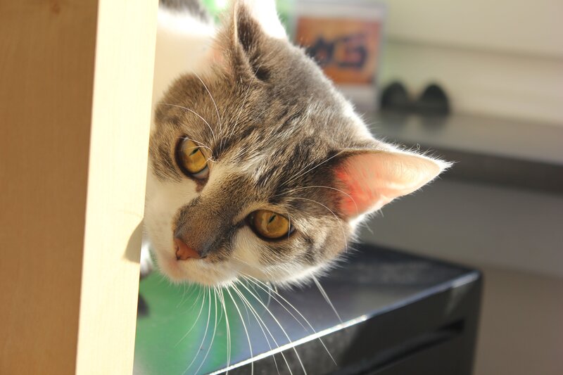 cat peeking from behind a shelf