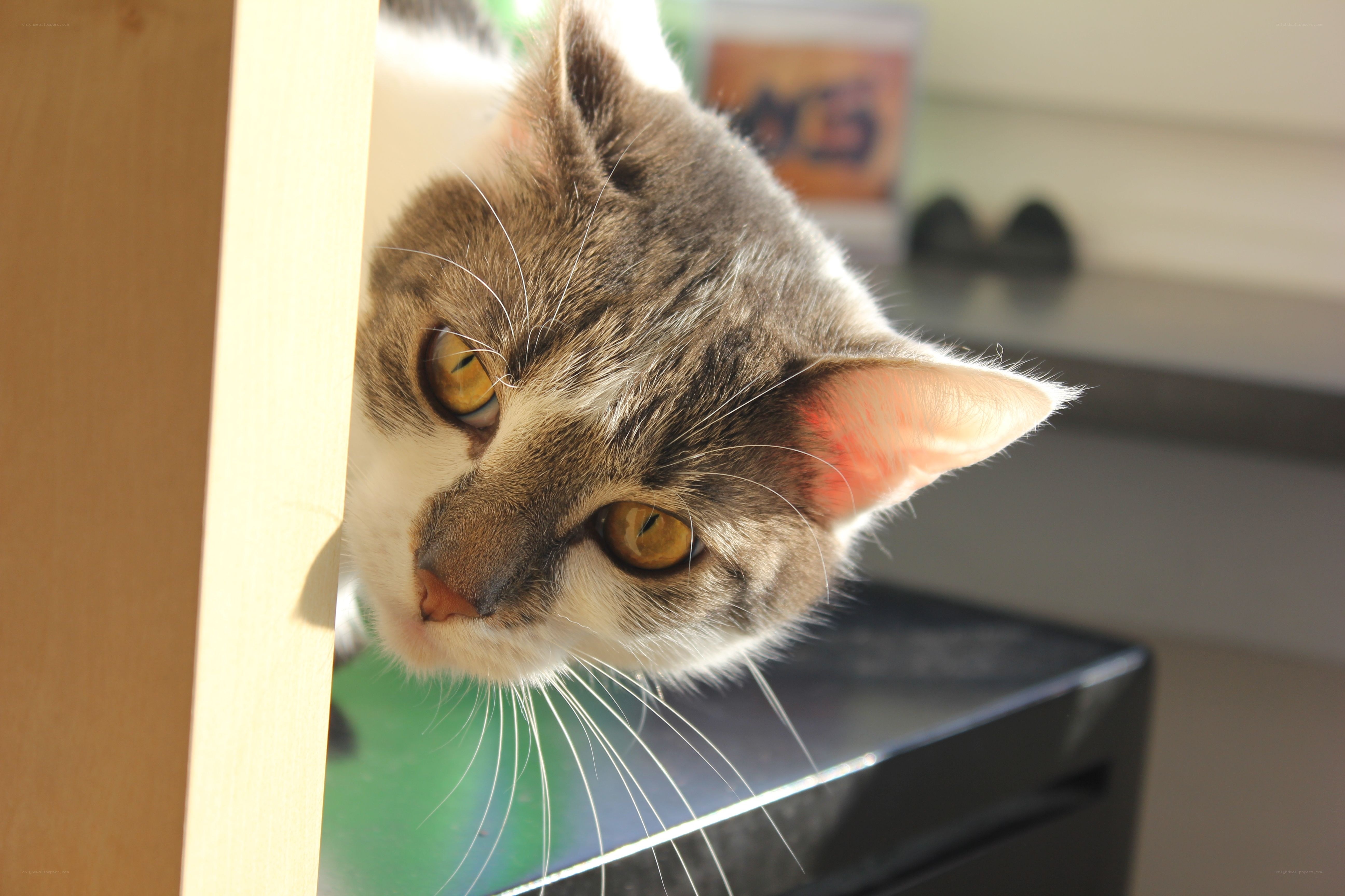 cat peeking from behind a shelf
