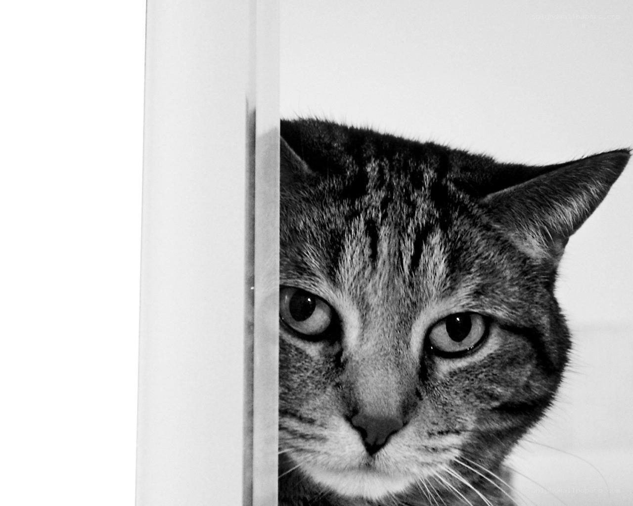 cat peeking from behind a wall