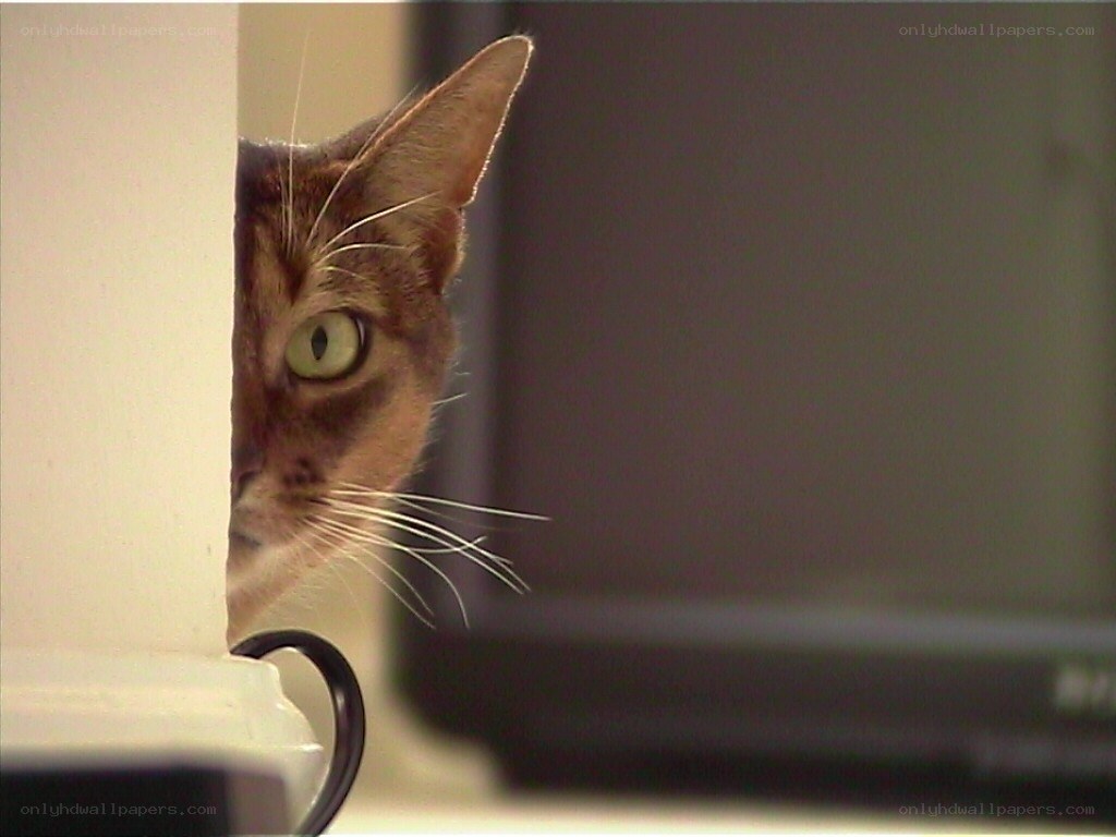 cat peeking from behind a wall