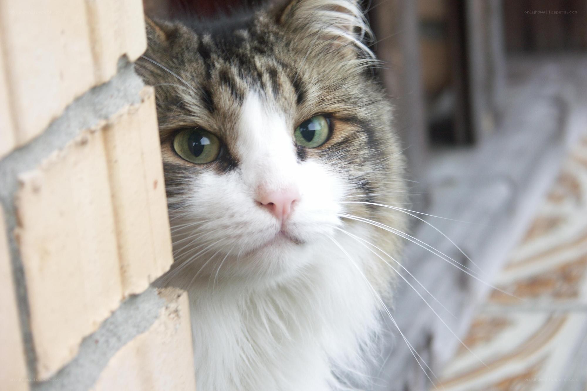 cat peeking from behind a wall
