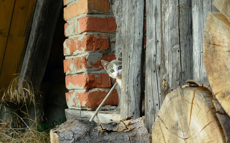cat peeking from behind a wall