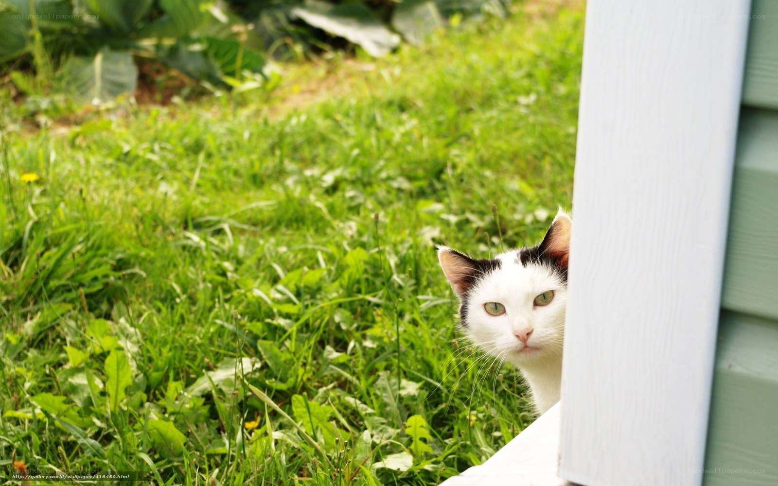 cat peeking from behind a wall