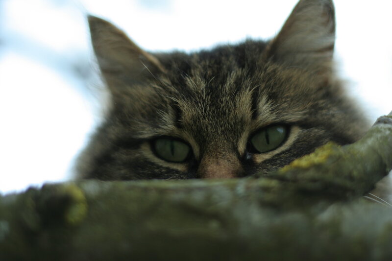 cat peeking from behind branch