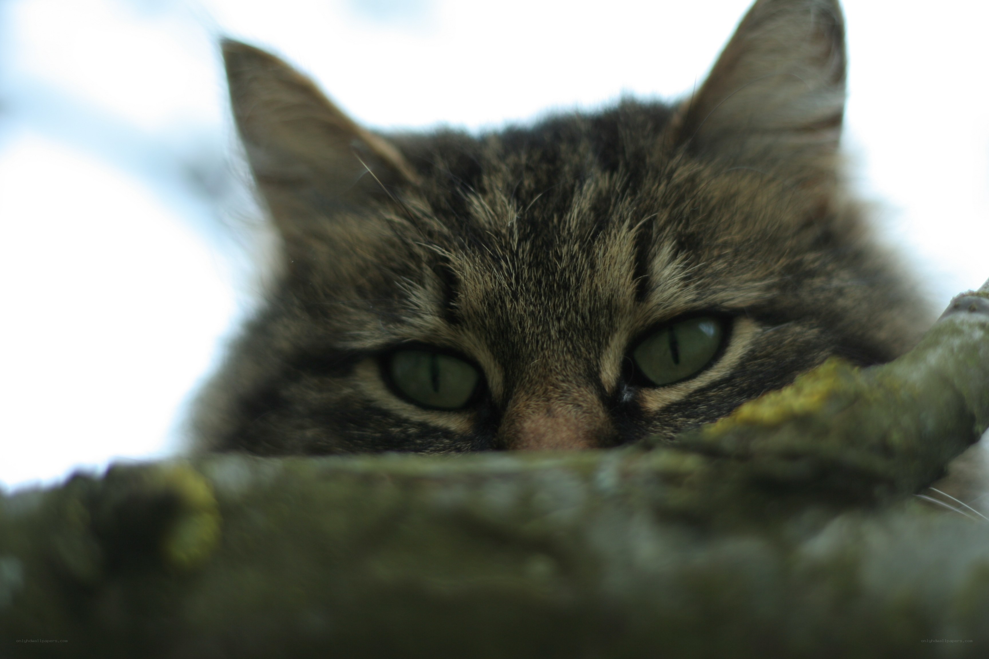 cat peeking from behind branch