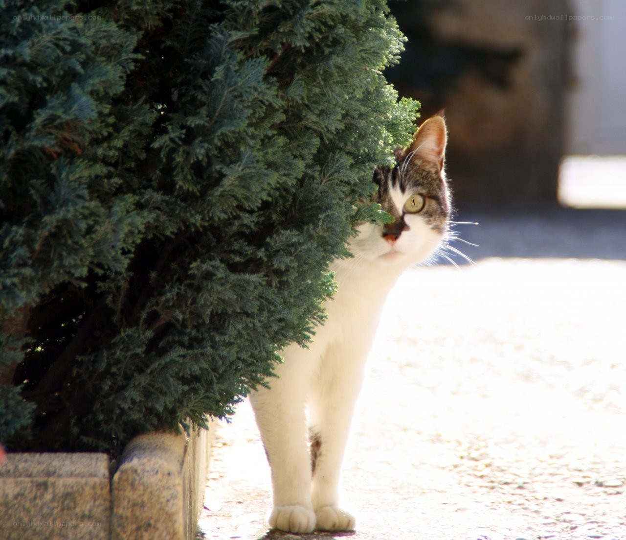 cat peeking from behind bush