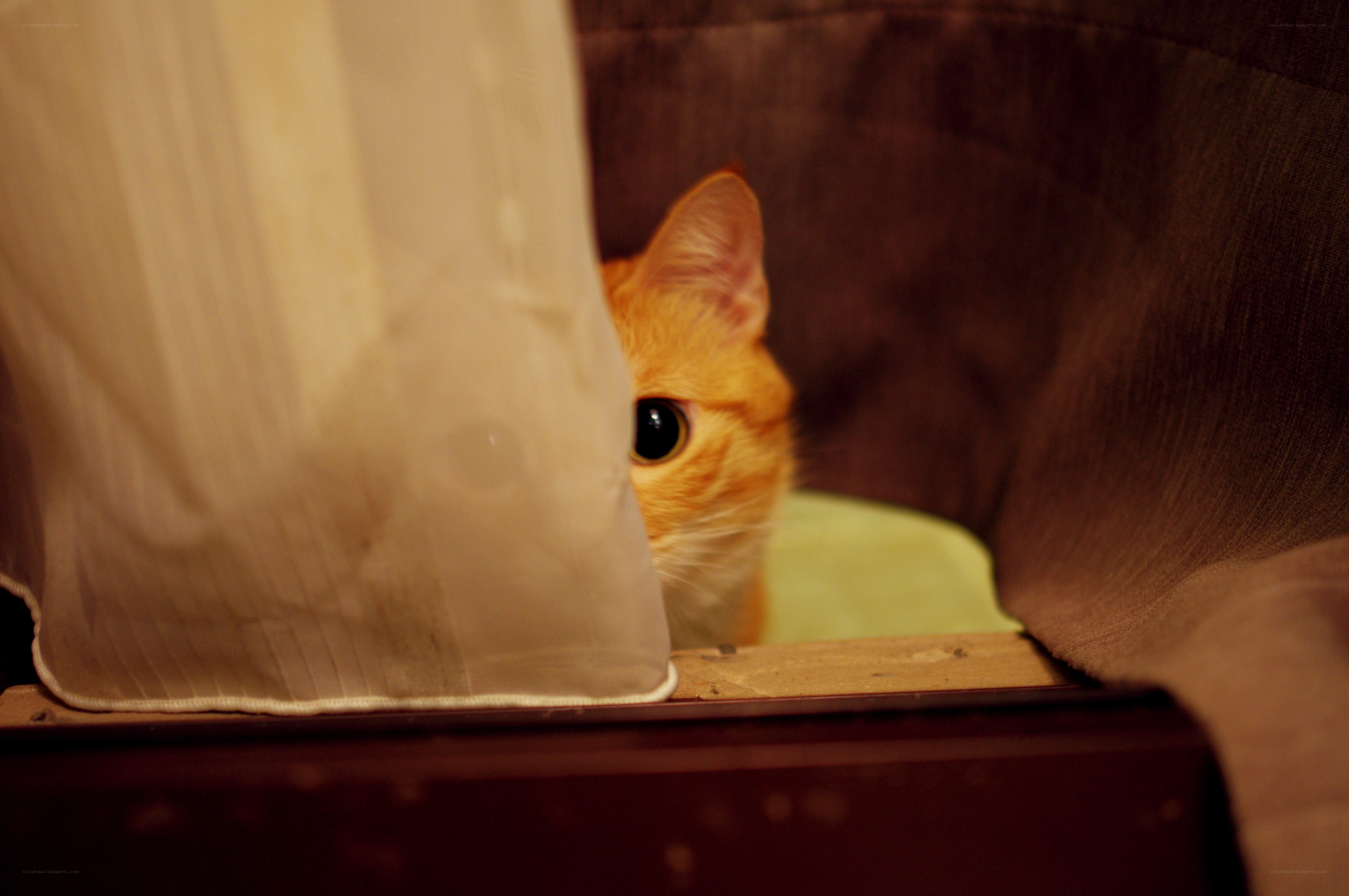 cat peeking from behind curtain