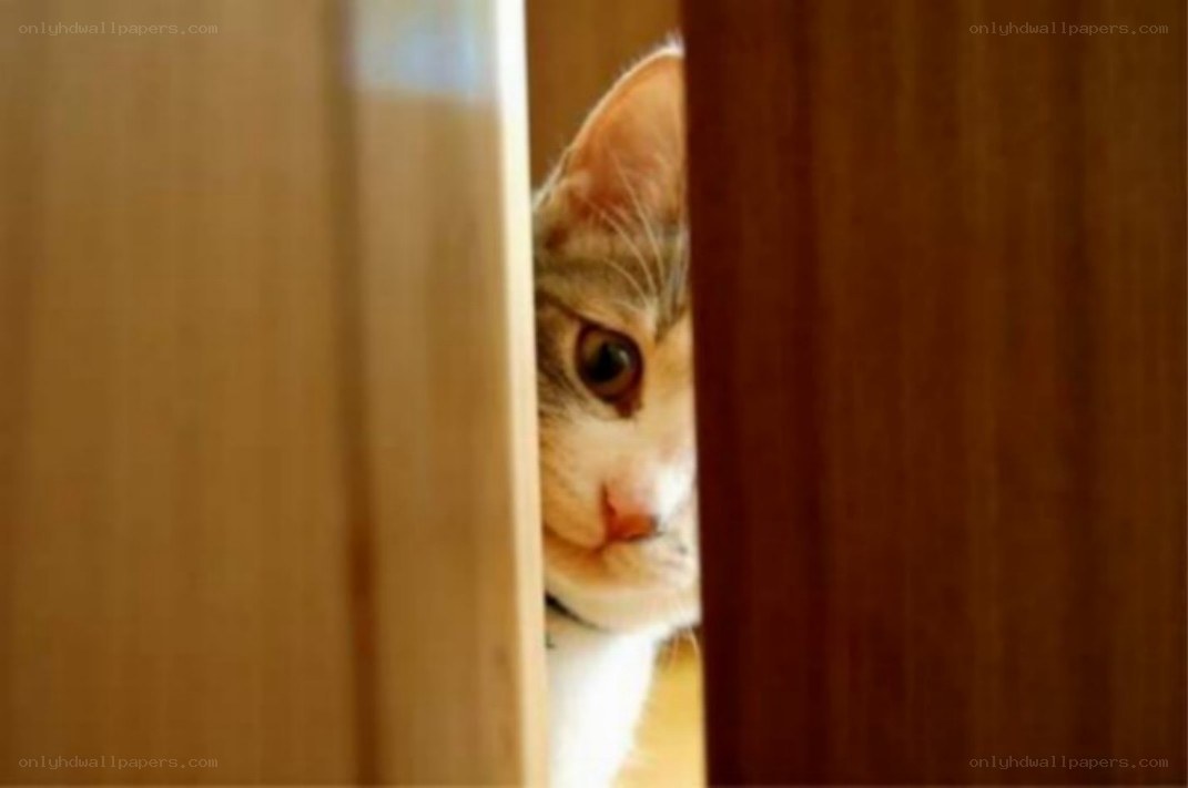 cat peeking from behind door