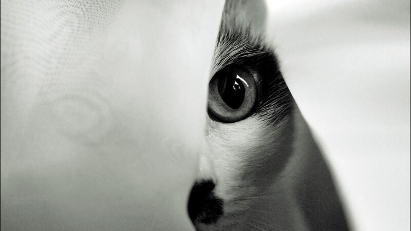 cat peeking from behind fabric