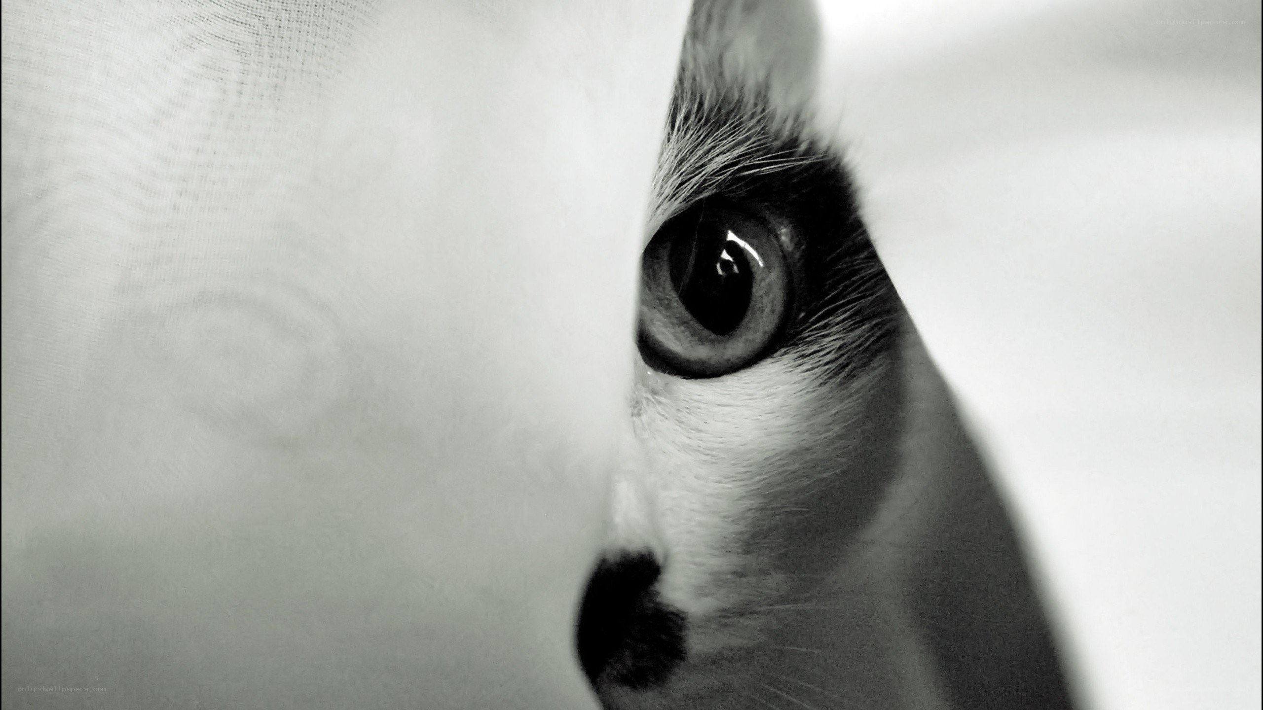 cat peeking from behind fabric