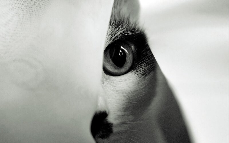 cat peeking from behind fabric