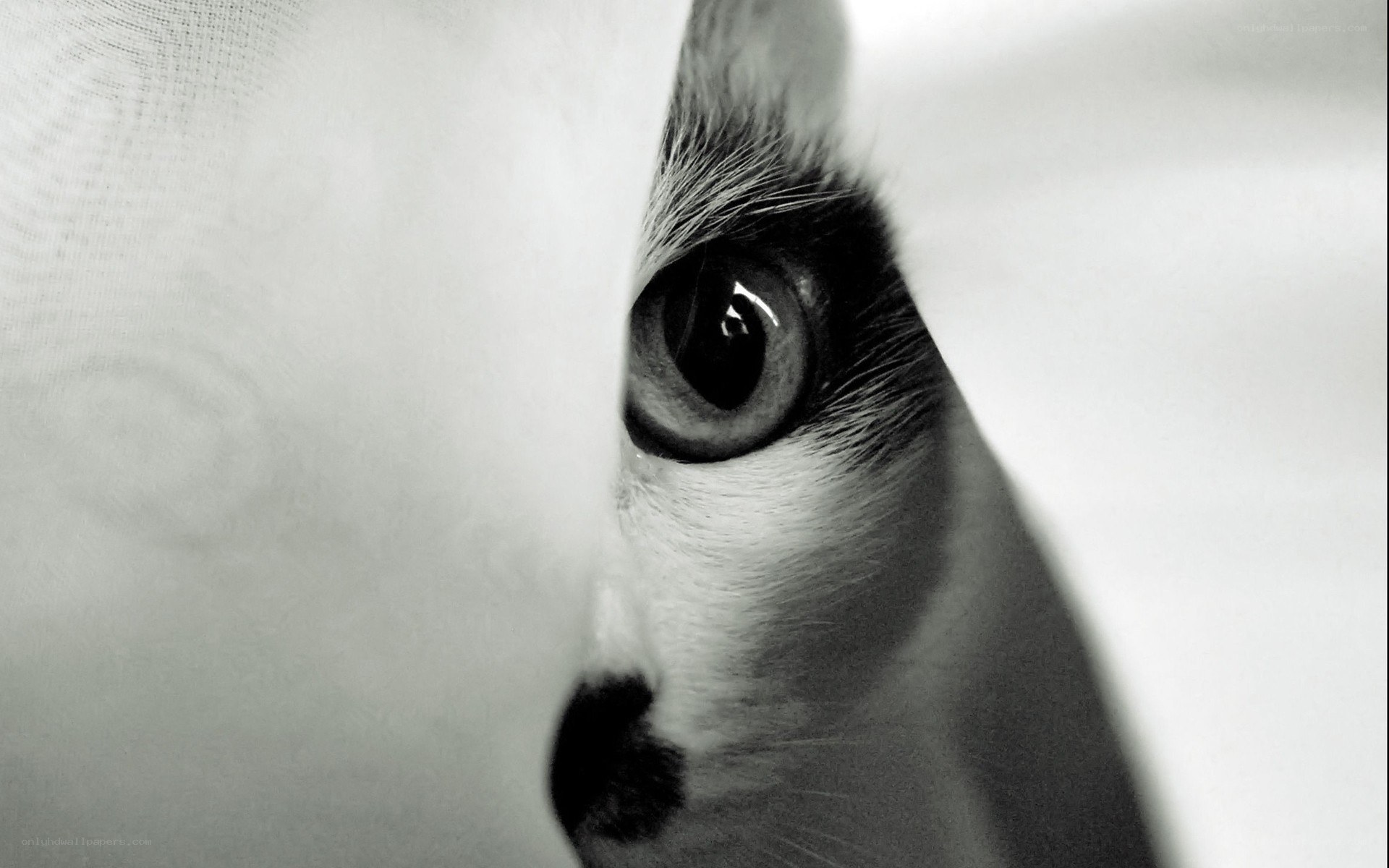 cat peeking from behind fabric
