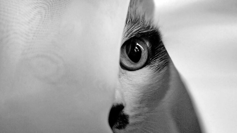 Cat Peeking from Behind Fabric — Black